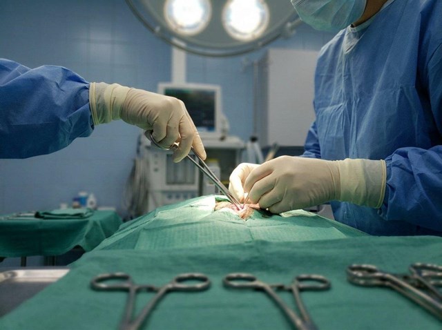 Del quirófano de tejidos blandos a la esterilización de mascotas en Ferrol - Imagen 1