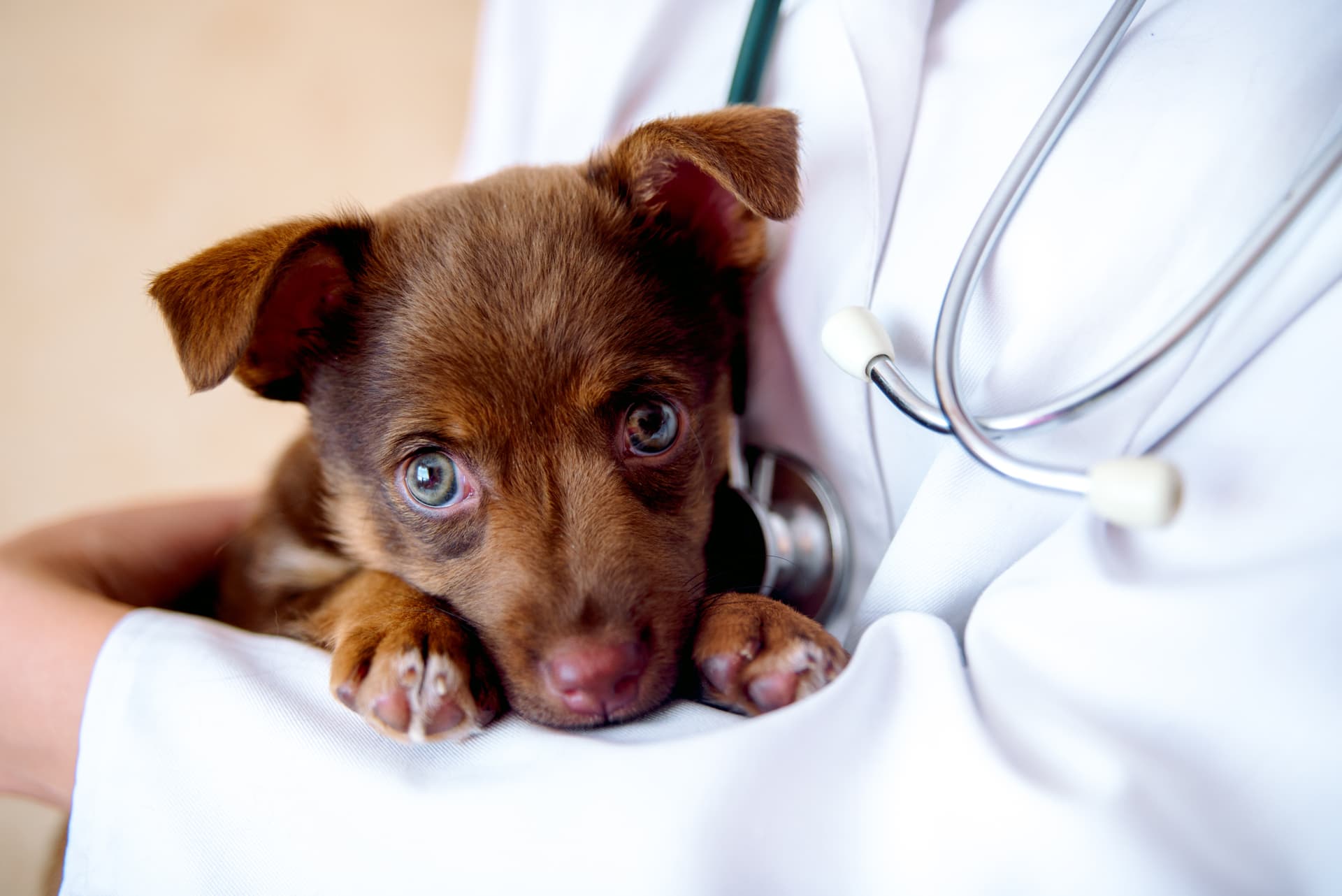 Tu clínica veterinaria en Ferrol y Mugardos