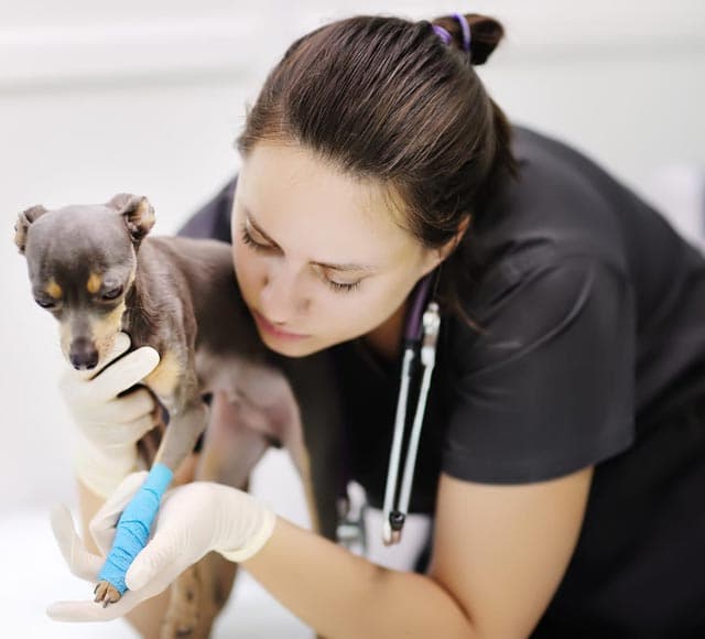 Veterinaria colocando un vendaje en la pata de un perro pequeño en la clínica de Ferrol