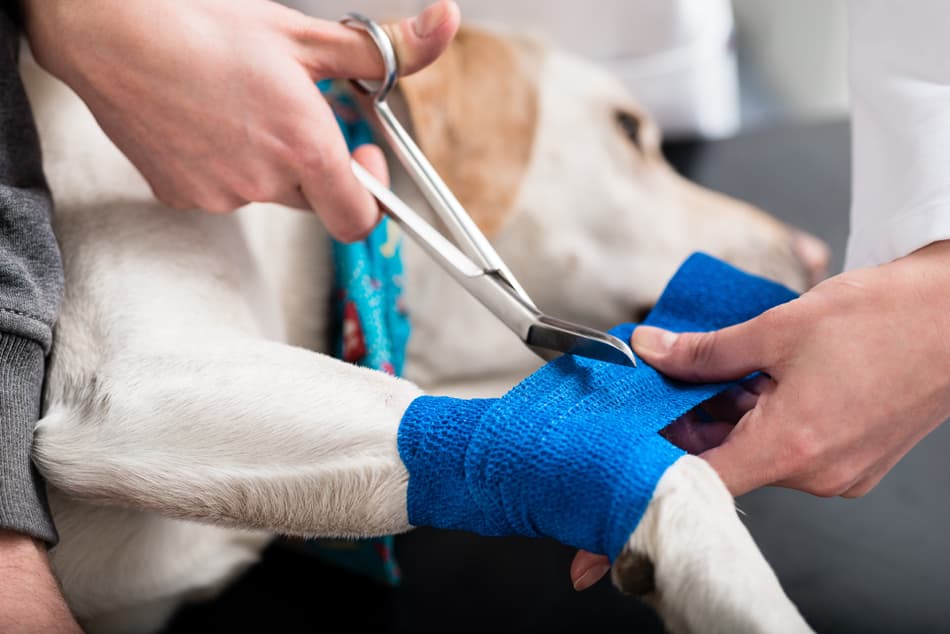 Cuidados veterinarios para tu mascota