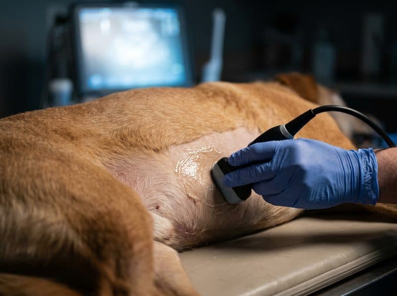 Ecógrafo veterinario explorando el abdomen de un perro en Ferrol