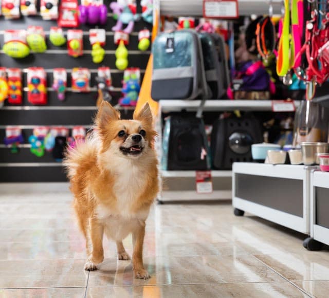 Perro entre transportines, juguetes y accesorios en la tienda para mascotas de Ferrol